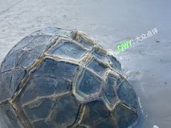 -摩拉基大圆石