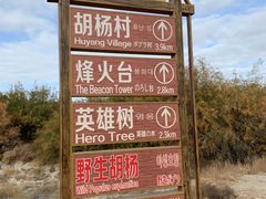 -金塔沙漠胡杨林景区