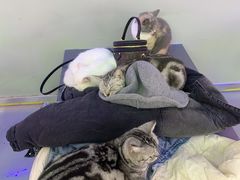 -极木²邸 人与宠物·互动社区