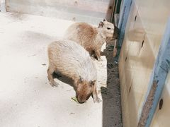 -合肥滨湖国家森林公园