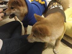 -逗柴咖啡屋·狗咖猫咖宠物桌游