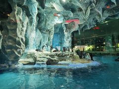 -帝企鹅自助餐厅•儿童岛•真企鹅(长隆企鹅酒店)