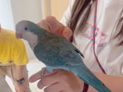 -帕帕拉兹宠物(亚洲旗舰店)