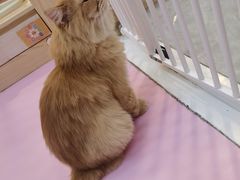 -爪爪喵星球·猫舍(前海卓越店)