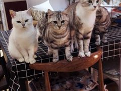 -万小咖.猫咖(中山路天虹店)
