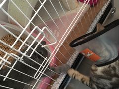 -纳吉亚猫专科动物诊疗中心(蒋宅口分院)