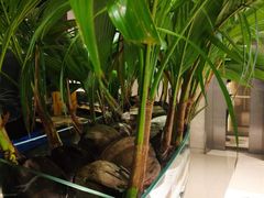 -凤园椰珍·臻品椰子鸡(保利时光里店)