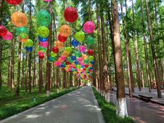 -黄海国家森林公园