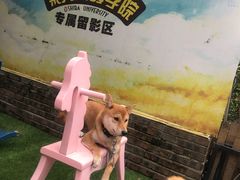 -柴犬高等学院·狗咖·柴犬售卖·宠物训练