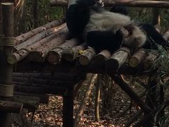 -成都大熊猫繁育研究基地