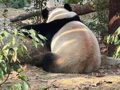 -成都动物园