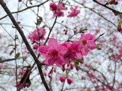 -天适樱花悠乐园