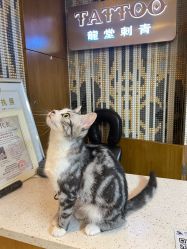 点击看大图 -长沙纹身·龙堂刺青·三土师傅的店