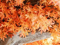 -花间别院(凤凰店)