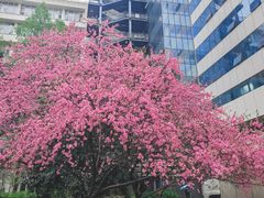 -武汉大学人民医院(首义院区)