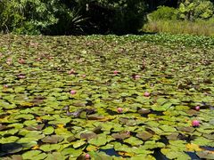 -墨尔本皇家植物园