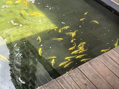 -觀芷隐轩