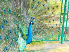 -西双版纳融创皇冠假日度假酒店