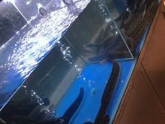 游来游去的鳗鱼-本炙炭烤·蒲烧活鳗料理店(金沙洲店)