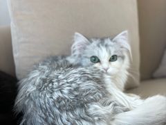 -怪兽屋·羊驼·猫咖·狗咖(俊华广场店)