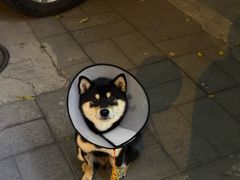 -北京观赏动物医院·24小时大型综合·猫专科·异宠专科