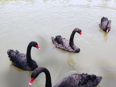 -溱湖国家湿地公园