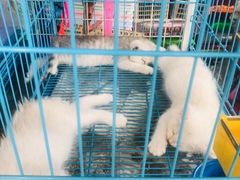 -万商花鸟市场