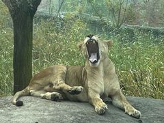 -北京野生动物园