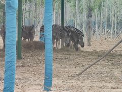 -秦皇岛野生动物园