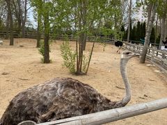 -大连森林动物园