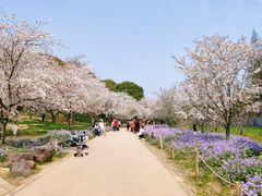 -苏州上方山国家森林公园