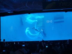 -海合安成都极地海洋公园