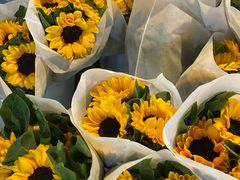 -循礼门鲜花花市(武汉循礼门店)