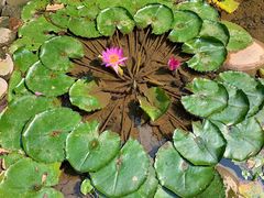 -明月山天沐温泉度假村