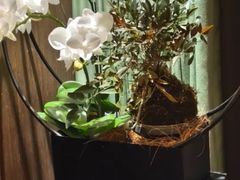 -王府茶宴(大观园总店)