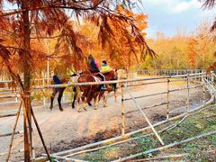 -上海海湾国家森林公园