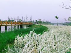 -三垟湿地