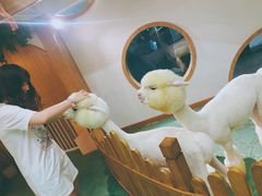 -藦茜花园宠物主题亲子互动体验馆(国顺东路店)
