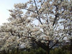 -四川大学(望江校区)