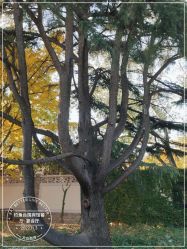 -钓鱼台国宾馆餐厅·宴会厅