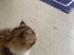 -宠颐生宠物医院·心肾内科·猫专科诊疗中心宠巢店