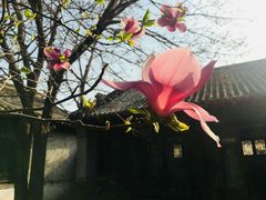 -王家大院