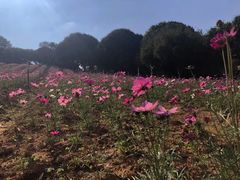 -松山湖梦幻百花洲