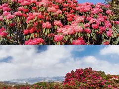 -贵州百里杜鹃风景名胜区