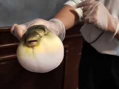 -肆月河豚·新淮扬(金融街店)