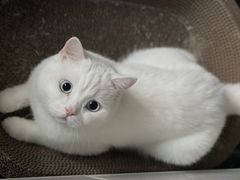 -贝康宠物医院·犬猫全科·小动物特色诊疗中心(东环路店)