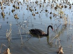 -天津东丽湖风景区