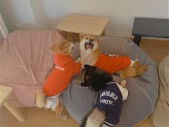 -南京Hallo宠物乐园·哈罗犬舍·柴犬繁育基地