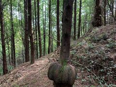 -山王坪喀斯特国家生态公园