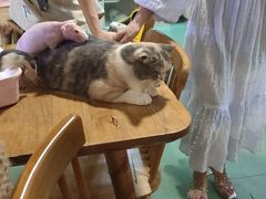 -藦茜花园宠物主题亲子互动体验馆(国顺东路店)